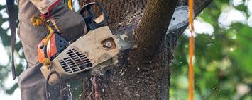 Best Leaf Removal  in Lake City, SC