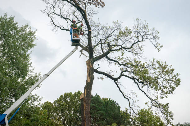 Best Commercial Tree Services  in Lake City, SC